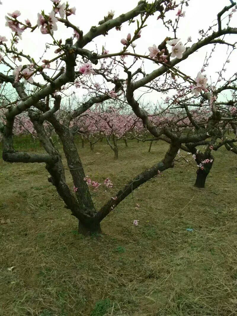 桃树桃树山西桃树货源充足供货量大