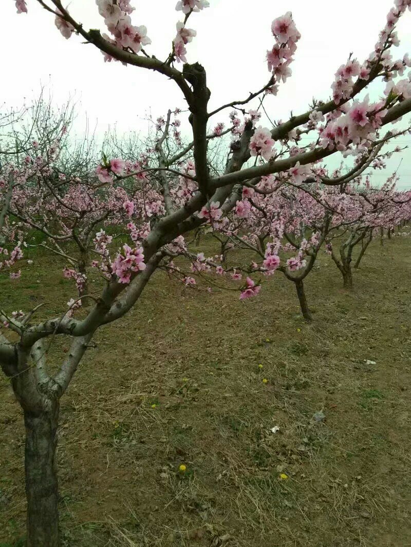 桃树桃树山西桃树货源充足供货量大