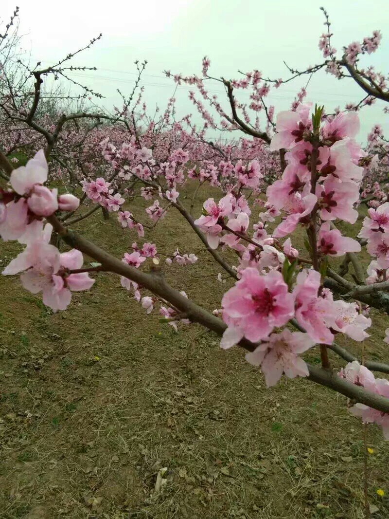 桃树桃树山西桃树货源充足供货量大