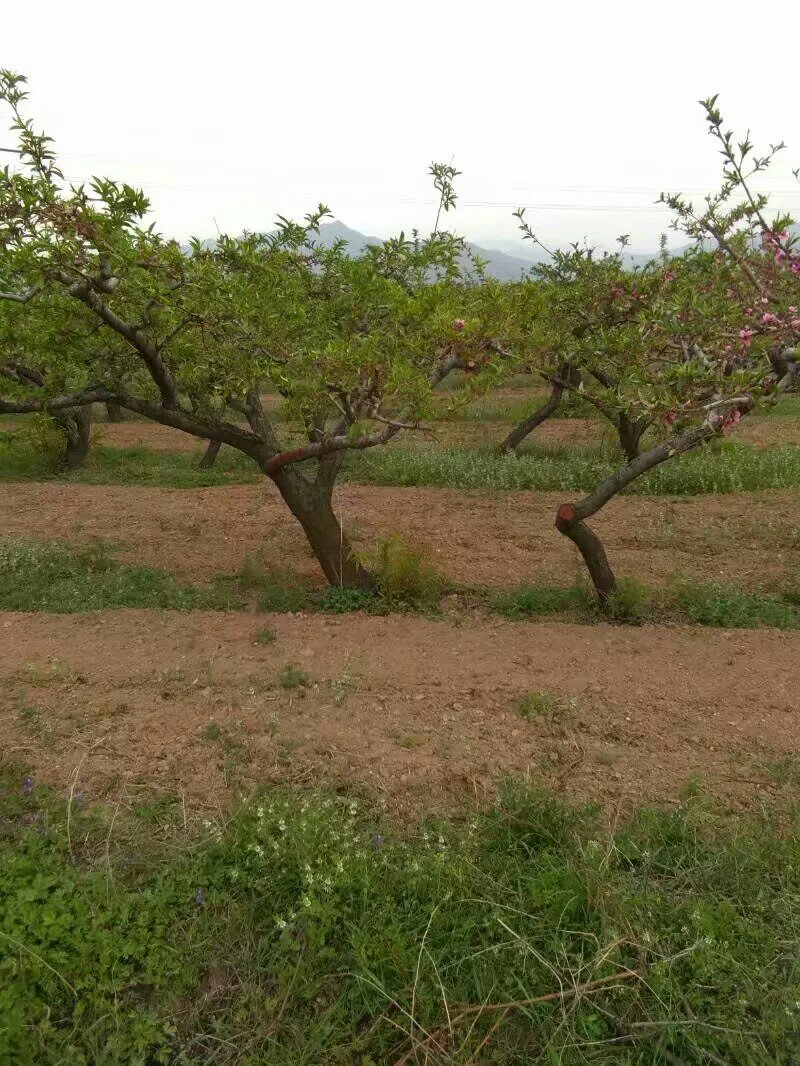 桃树桃树山西桃树货源充足供货量大