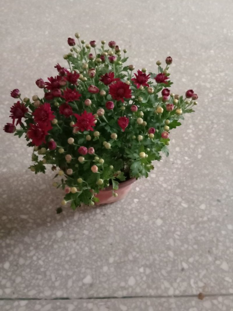 菊花，观花型盆栽，颜色多品种全。
