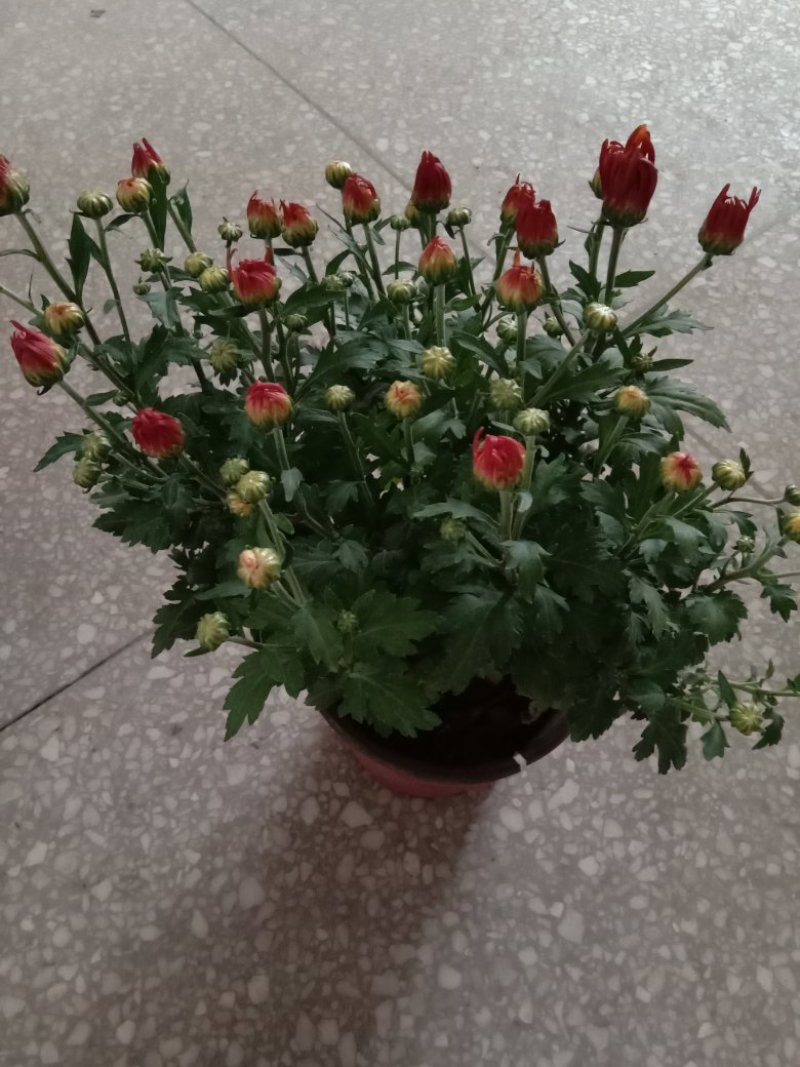 菊花，观花型盆栽，颜色多品种全。