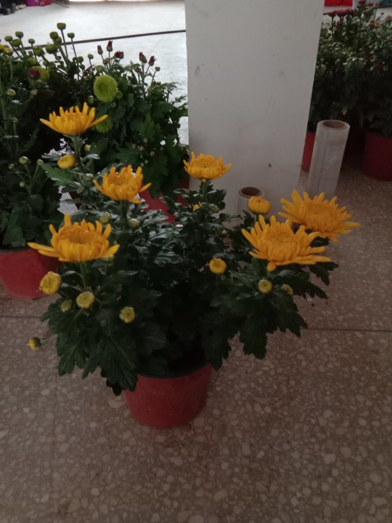 菊花，观花型盆栽，颜色多品种全。