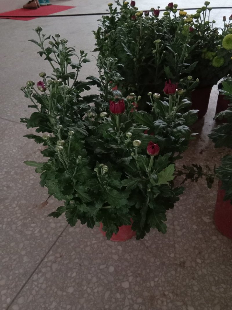 菊花，观花型盆栽，颜色多品种全。