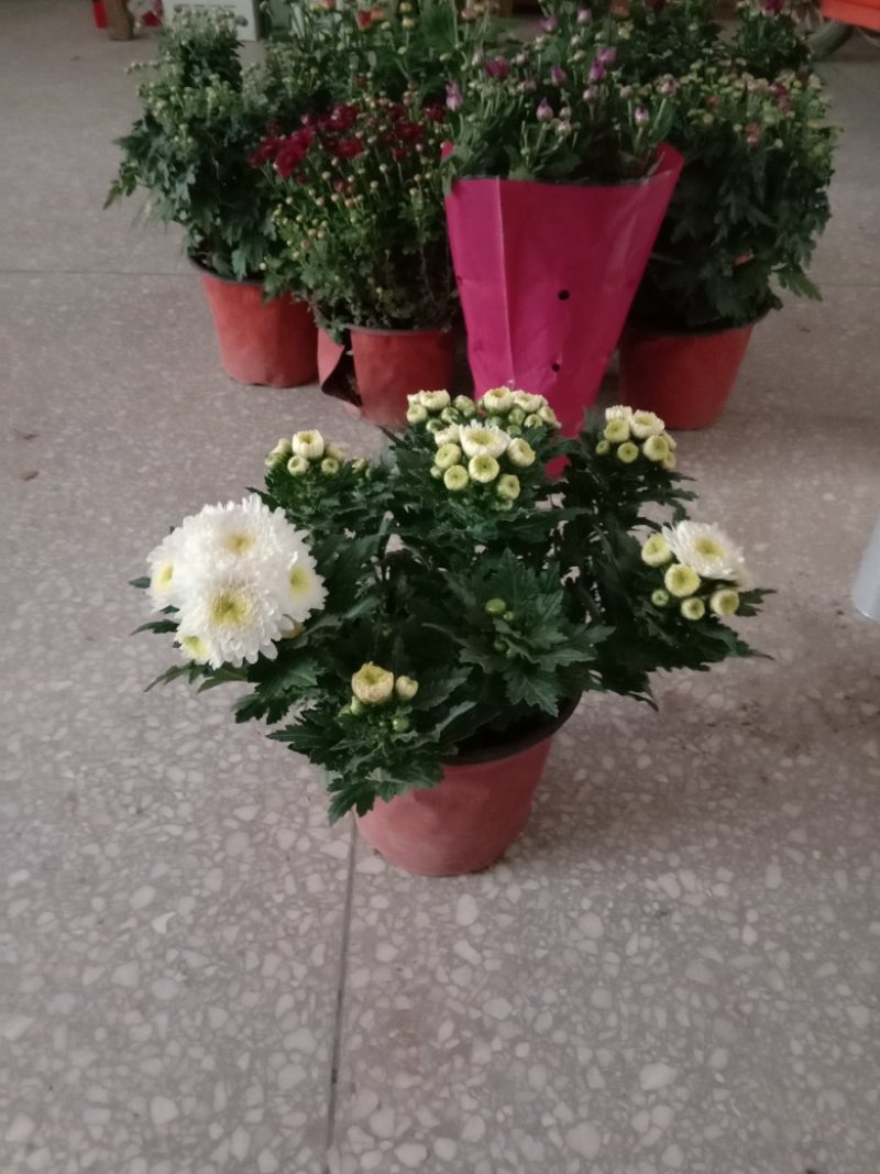 菊花，观花型盆栽，颜色多品种全。