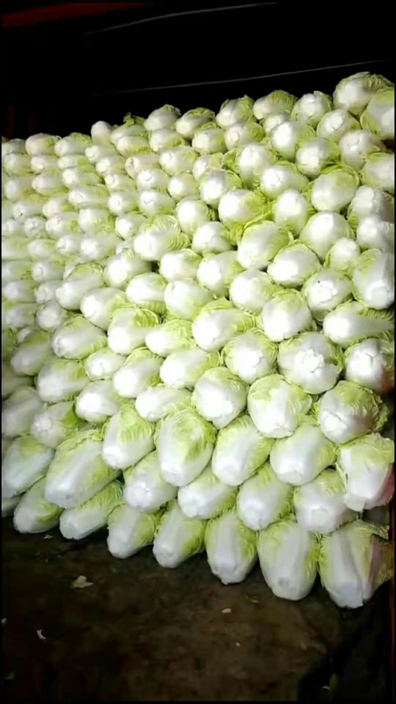 精品夏阳白菜，个头2斤左右，支持打冷上车，适合发往全国