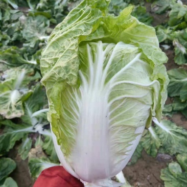 精品夏阳白菜，个头2斤左右，支持打冷上车，适合发往全国