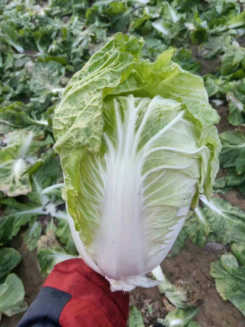 精品夏阳白菜，个头2斤左右，支持打冷上车，适合发往全国