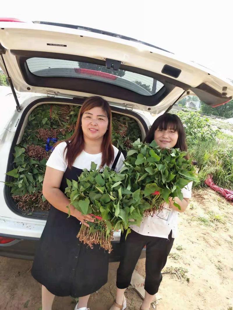 许昌优质脱毒西瓜红红薯苗亩产六千斤，一手货源，产地直供