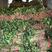 许昌优质脱毒西瓜红红薯苗亩产六千斤，一手货源，产地直供