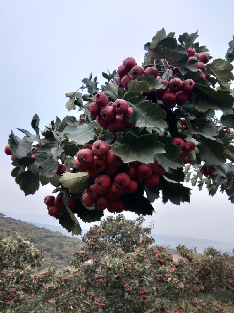 ,穿糖葫芦.做糖雪球.产地直发量大从优欢迎选购