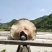 特大舌树