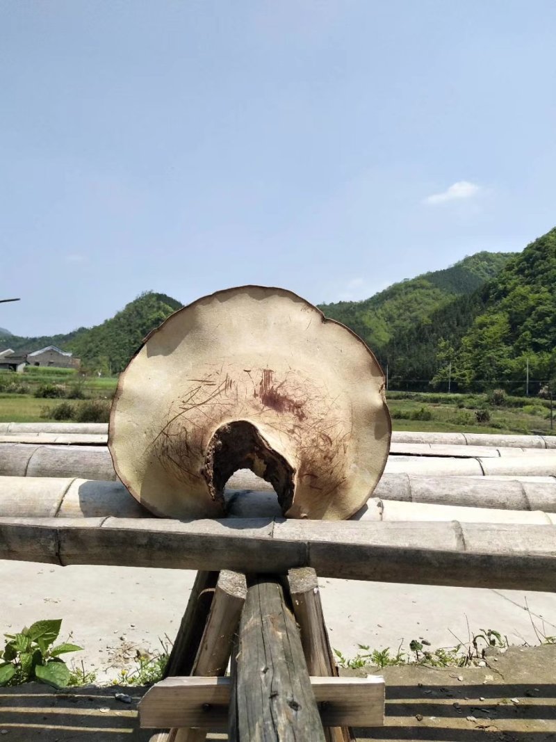 特大舌树