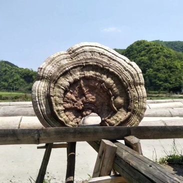 特大舌树