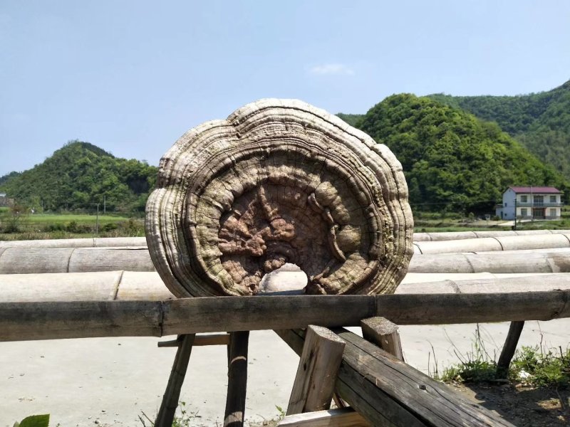 特大舌树