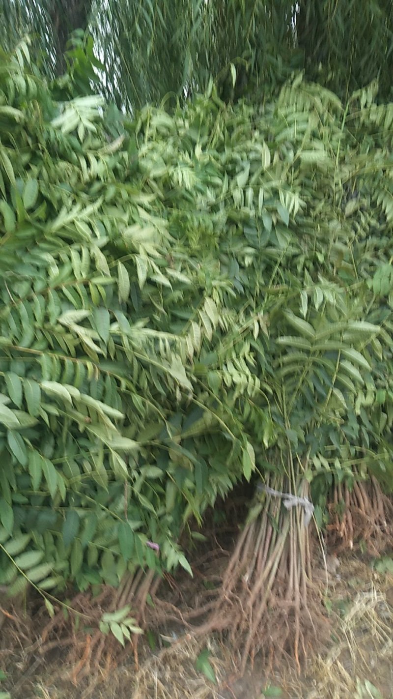 花椒苗，香椿苗