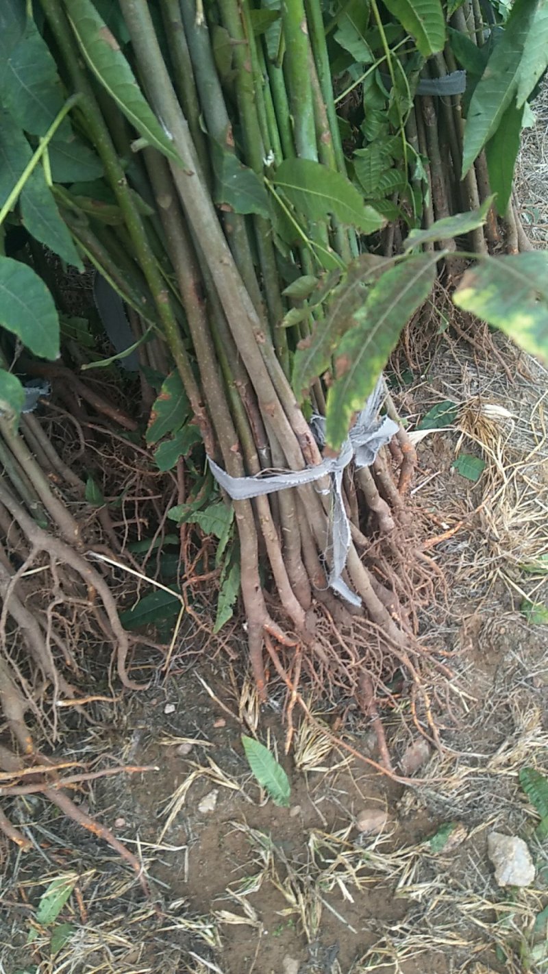 花椒苗，香椿苗