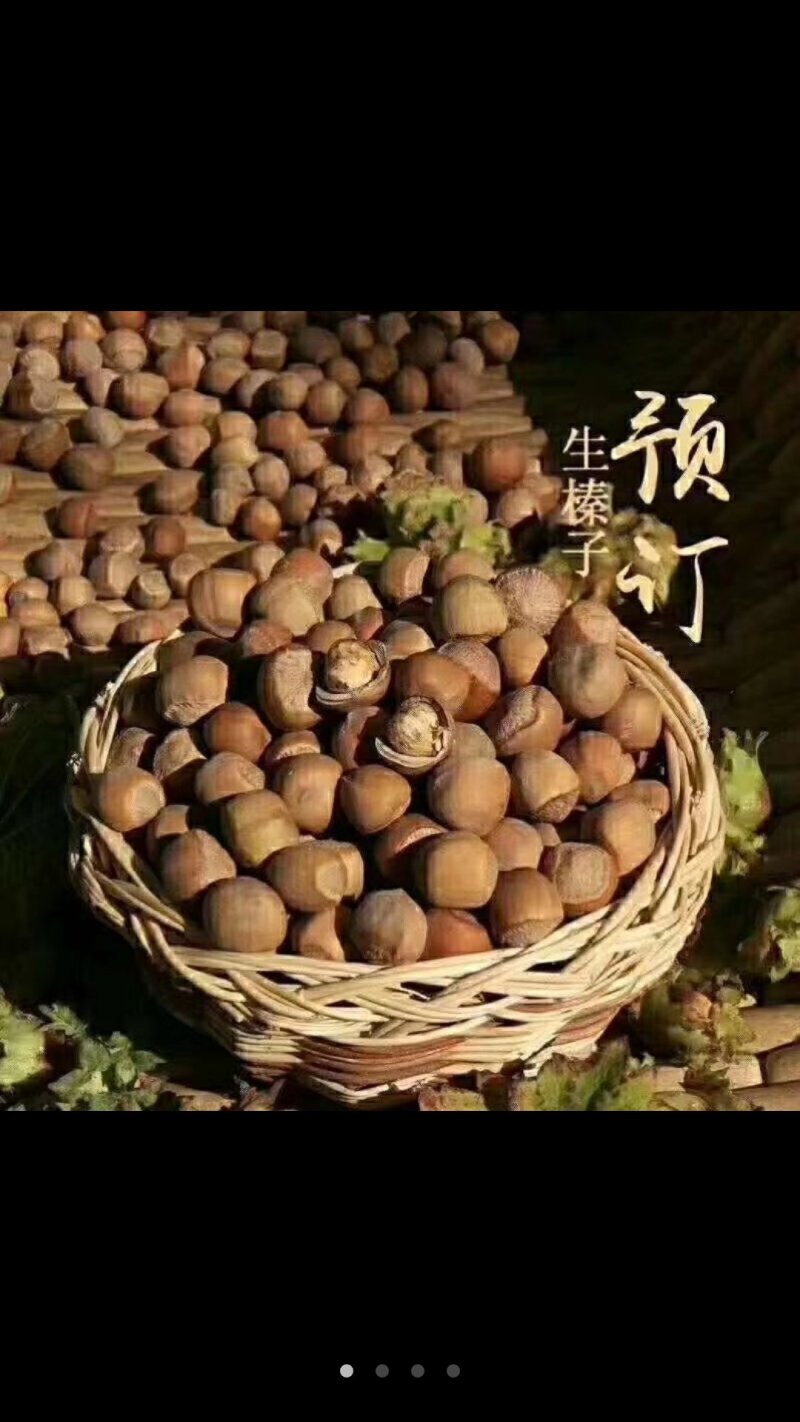 榛子
