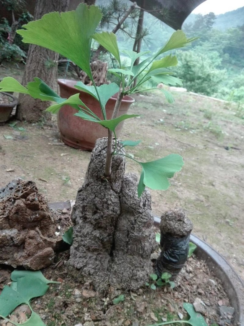 各种盆景，绿色古董