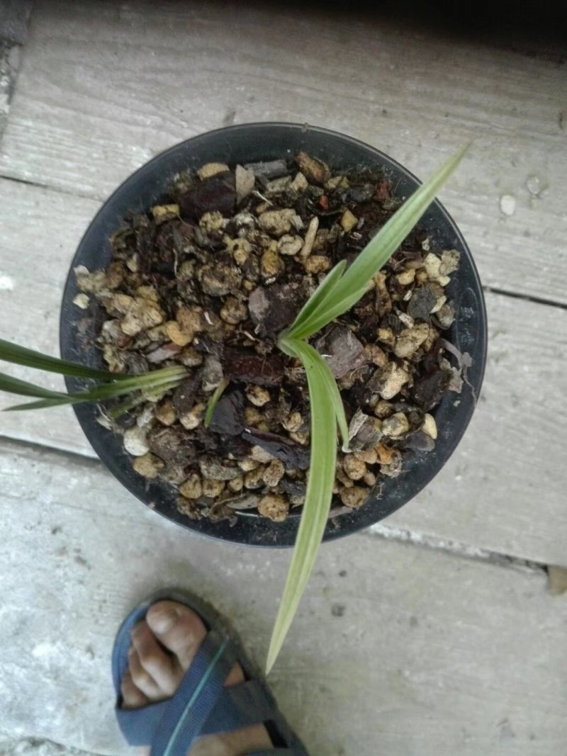 精品兰花