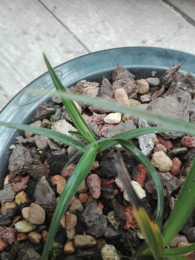 精品兰花