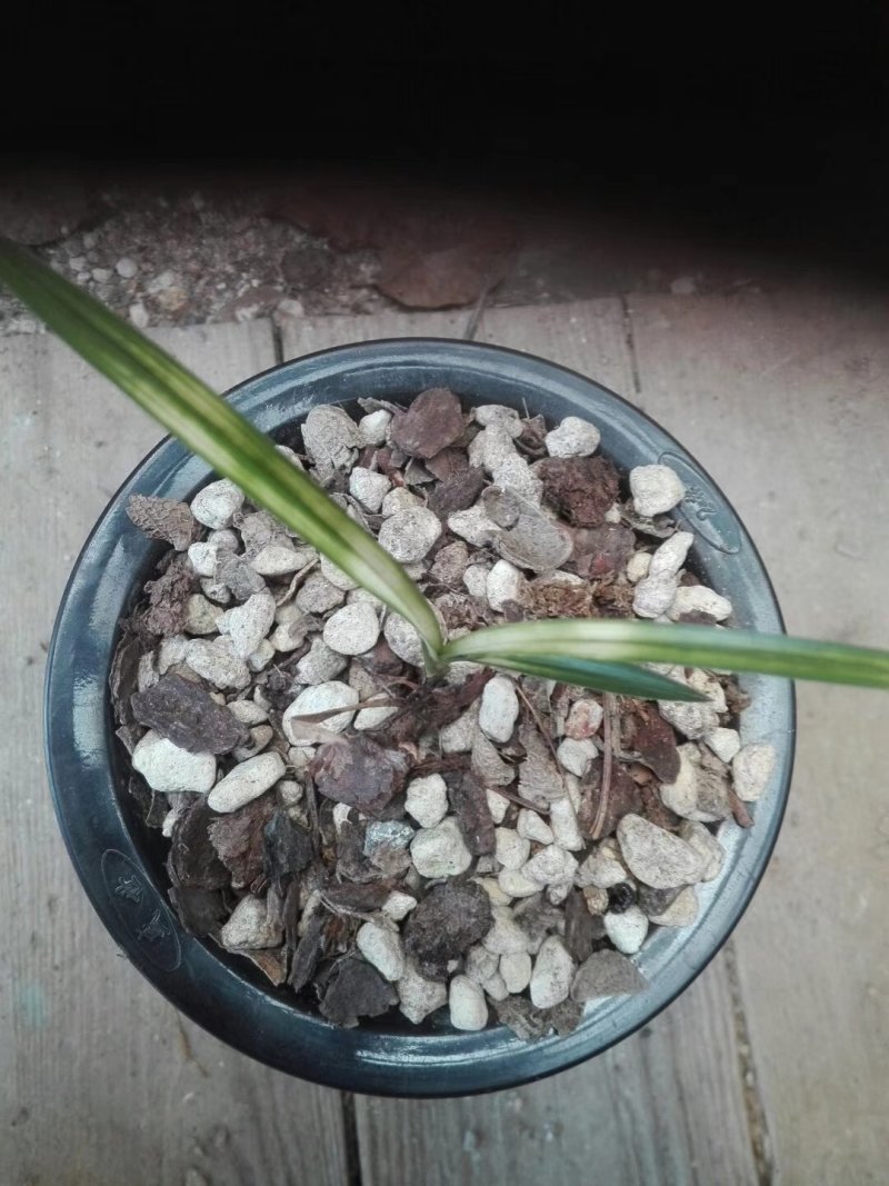 精品兰花