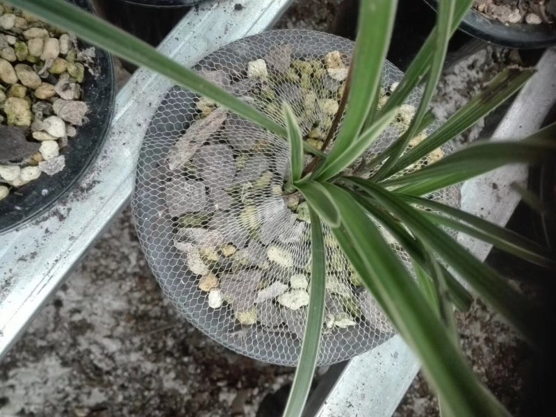 精品兰花