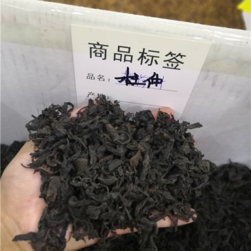 杜仲茶