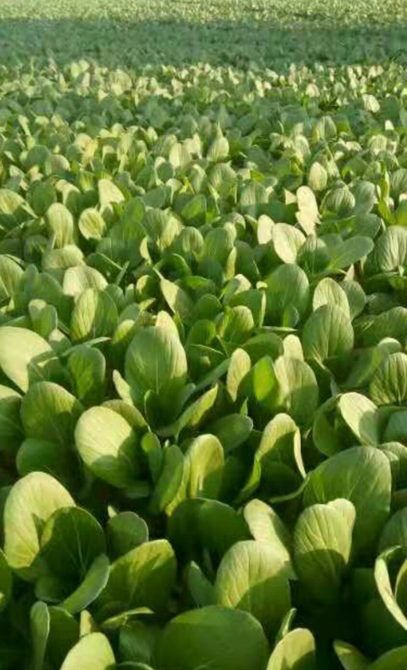 精品上海青小油菜油菜小青菜全年有货欢迎来电采购