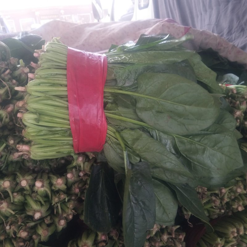 山东菠菜精品大叶菠菜产地批发价格便宜一条龙服务