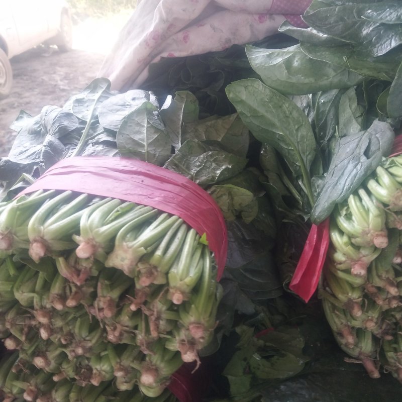 山东菠菜精品大叶菠菜产地批发价格便宜一条龙服务
