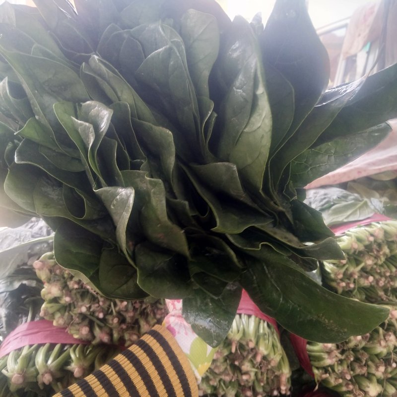 山东菠菜精品大叶菠菜产地批发价格便宜一条龙服务