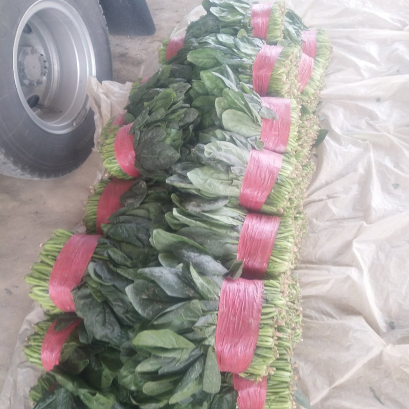 山东菠菜精品大叶菠菜产地批发价格便宜一条龙服务