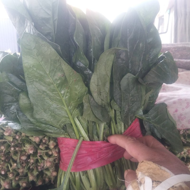 山东菠菜精品大叶菠菜产地批发价格便宜一条龙服务