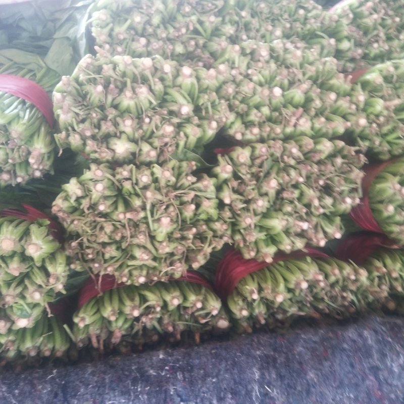 山东菠菜精品大叶菠菜产地批发价格便宜一条龙服务