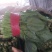 山东菠菜精品大叶菠菜产地批发价格便宜一条龙服务