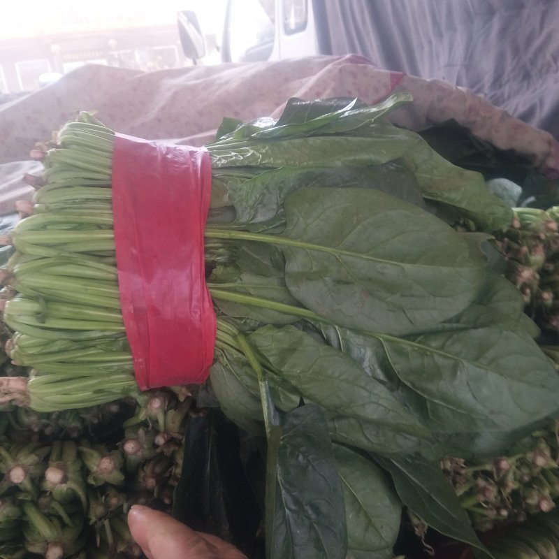 山东菠菜精品大叶菠菜产地批发价格便宜一条龙服务