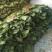 山东菠菜精品大叶菠菜产地批发价格便宜一条龙服务