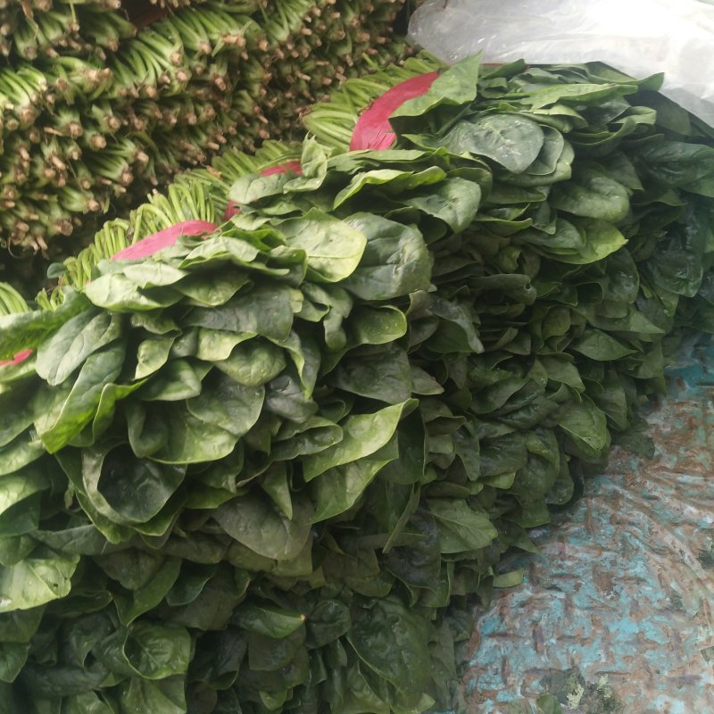 山东菠菜精品大叶菠菜产地批发价格便宜一条龙服务