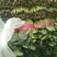 山东菠菜精品大叶菠菜产地批发价格便宜一条龙服务