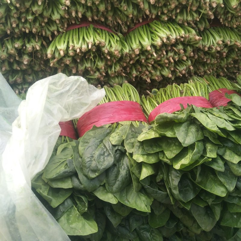 山东菠菜精品大叶菠菜产地批发价格便宜一条龙服务