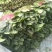 山东菠菜精品大叶菠菜产地批发价格便宜一条龙服务