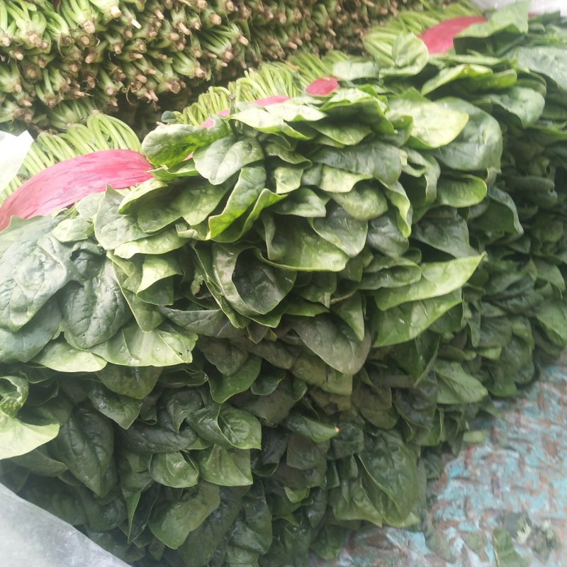 山东菠菜精品大叶菠菜产地批发价格便宜一条龙服务