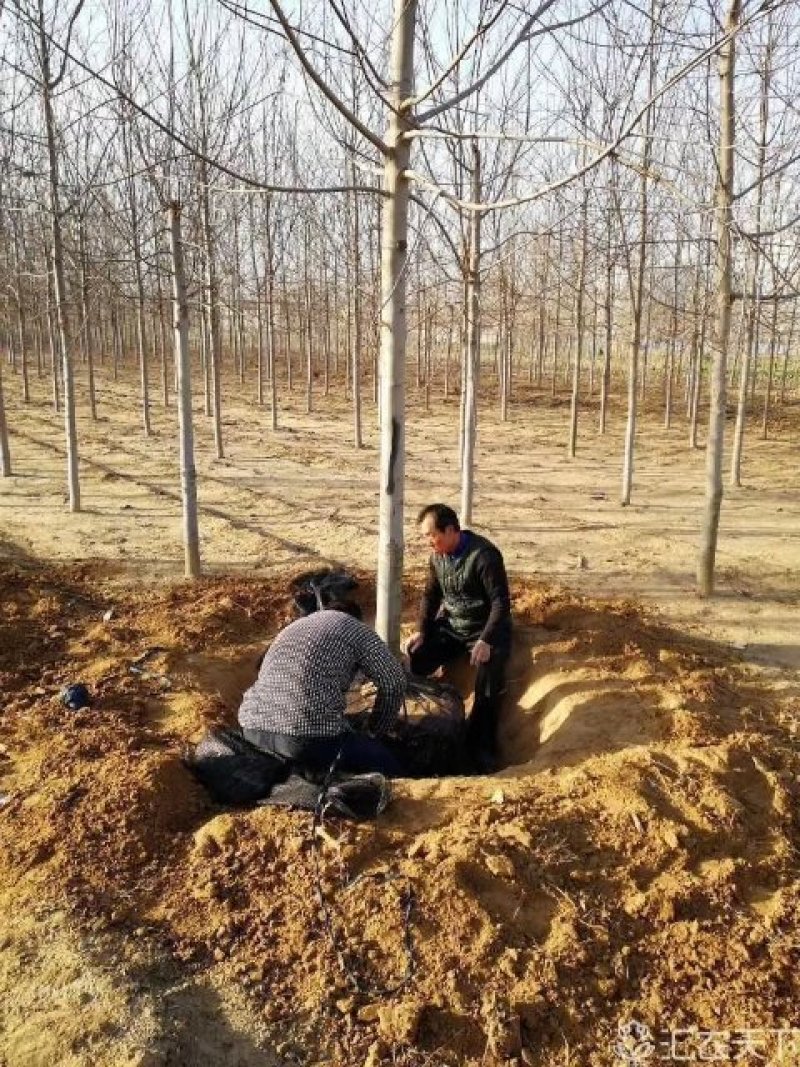 美国红枫、红冠红枫、欧洲白桦（传奇荣华）欧洲小叶椴绿化苗