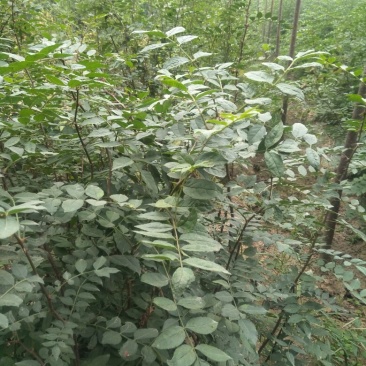 1.5米高左右的花椒苗