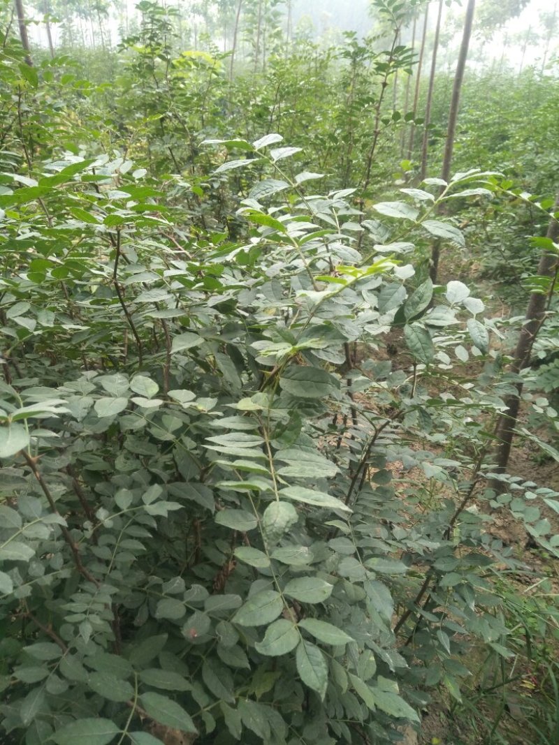 1.5米高左右的花椒苗