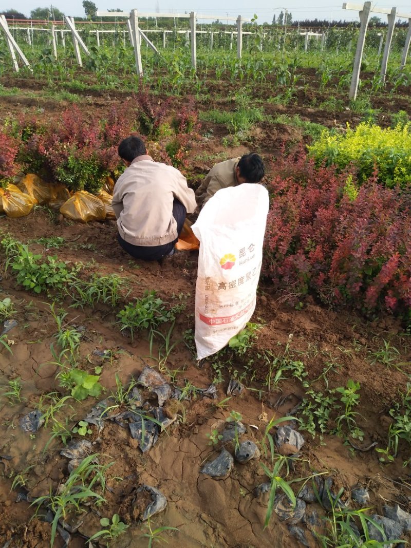 红叶小檗，农户直销