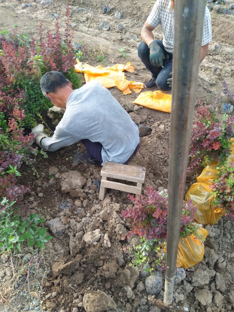 红叶小檗，农户直销