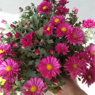 菊花