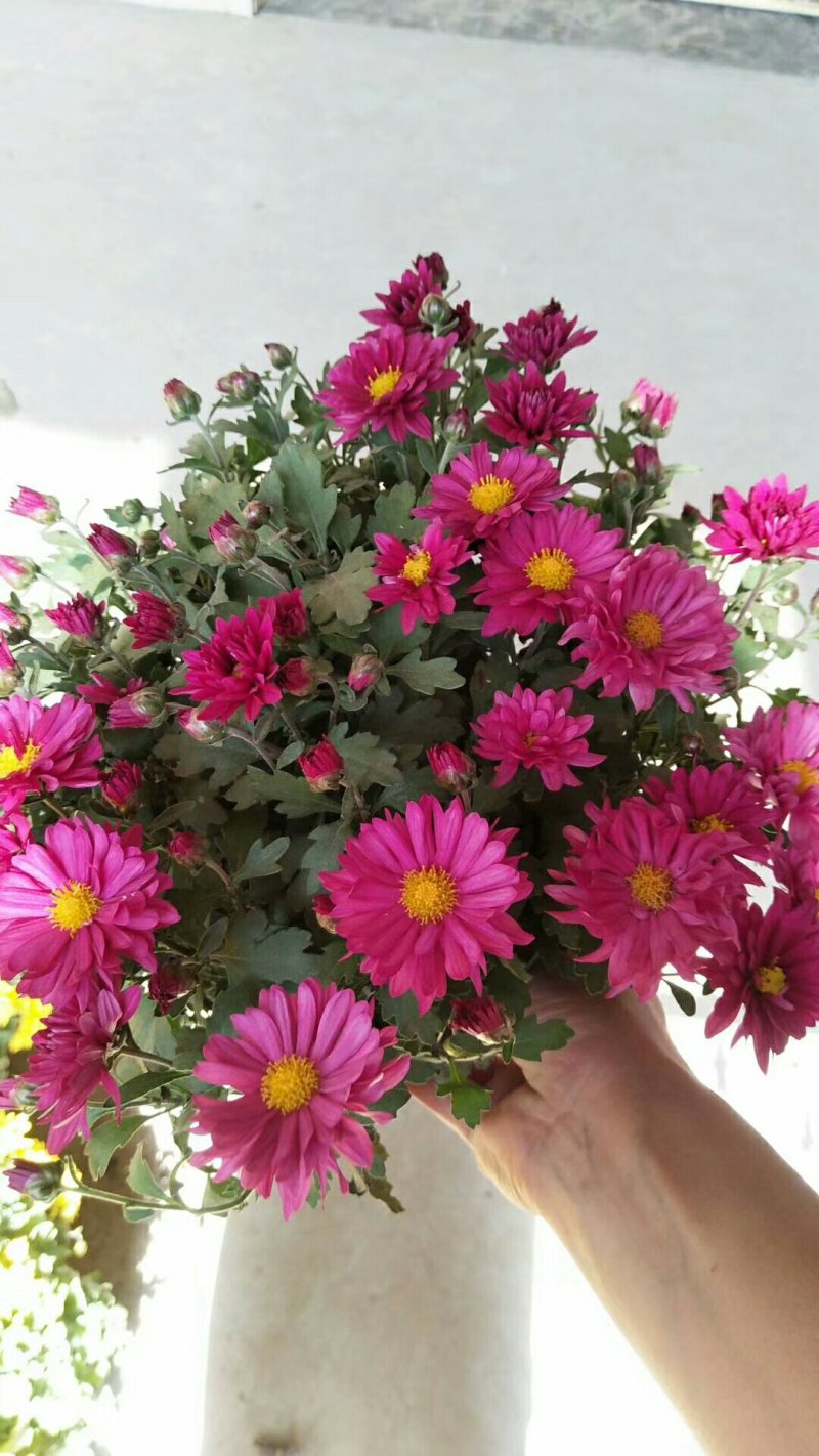 菊花